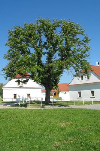 Foto - Ubytování v Netvořicích - Hřebčín FAVORY
